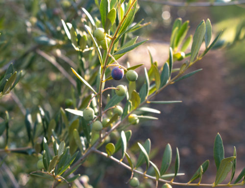 La Arbequina, la aceituna reina de nuestros olivares.